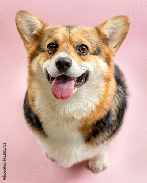 Fototapeta cute Welsh Corgi on a pink background looking at the camera