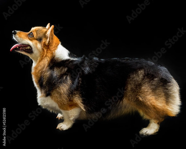 Fototapeta cute Welsh Corgi on a black background looking at the camera