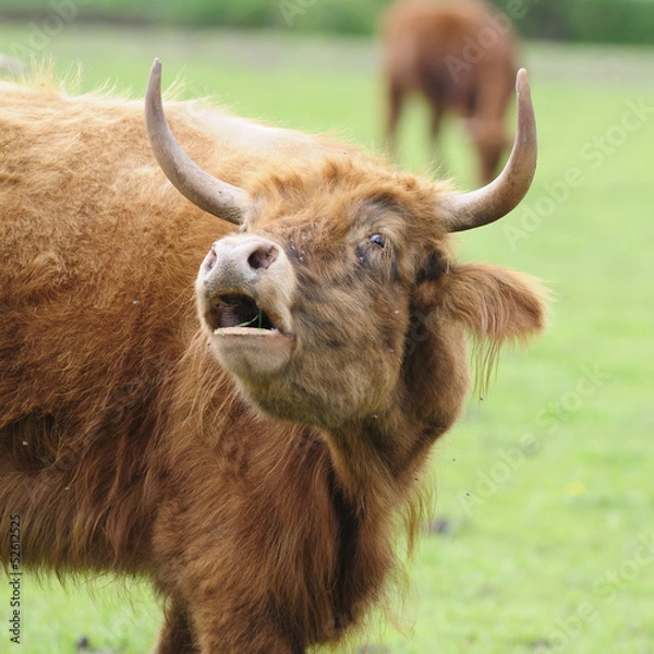 Fototapeta heckrinder 24