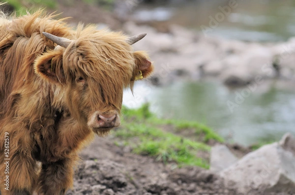 Fototapeta heckrinder 29