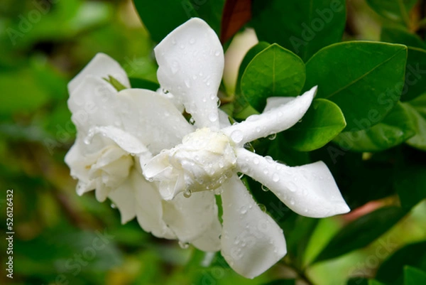 Fototapeta Gardenia flowers are blooming and green leaves on a blurred background grows in the park. 