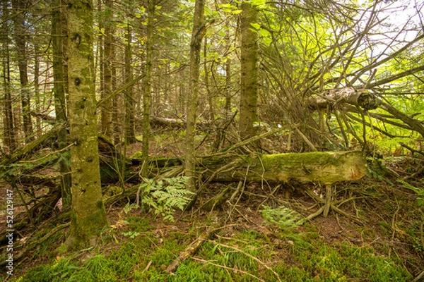 Obraz fallen trees in forest