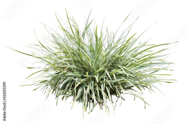 Obraz Variegata grass isolated on white background