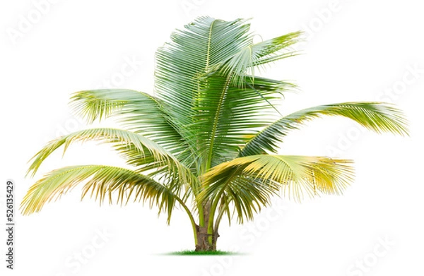 Obraz Young palm tree