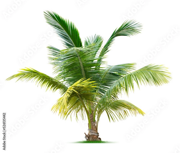 Obraz Young palm tree
