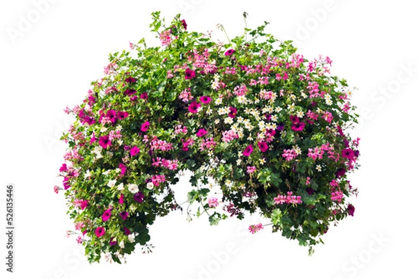 Obraz Colorful flower bush isolated oh white background. PNG masked background.
