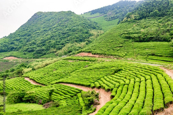 Fototapeta wind turbine on field