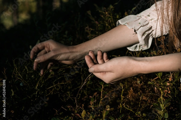 Obraz Picking berries