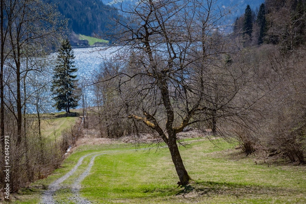 Obraz trees in the forest