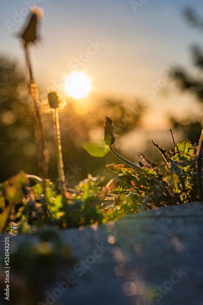 Obraz sunset in the field