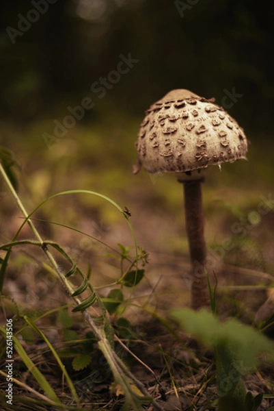 Obraz mushroom in the forest