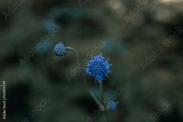 Obraz Blue Flower