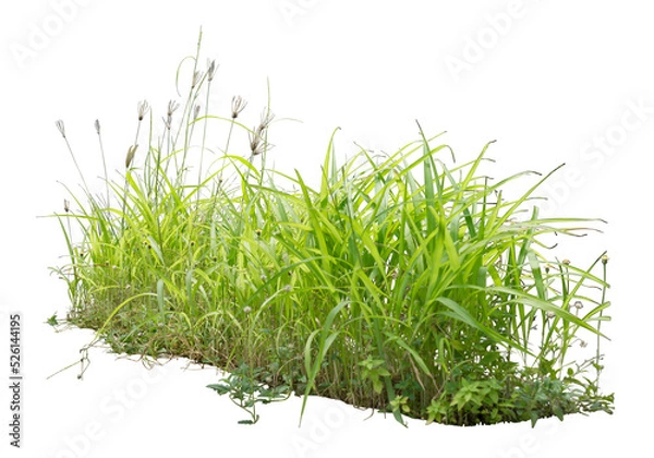 Obraz Wild grass isolated on white. PNG file.