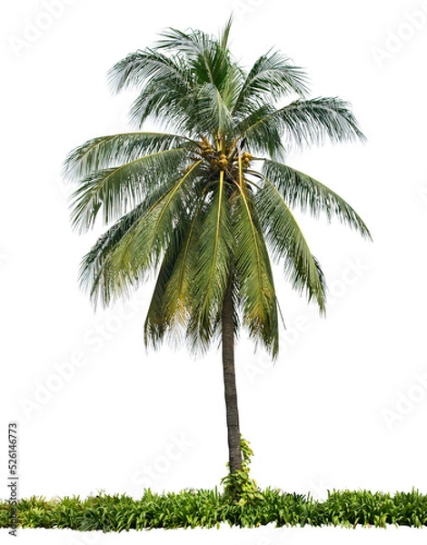 Obraz Coconut tree