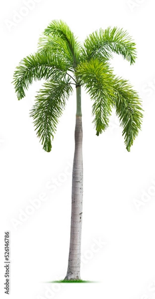 Obraz Foxtail palm tree