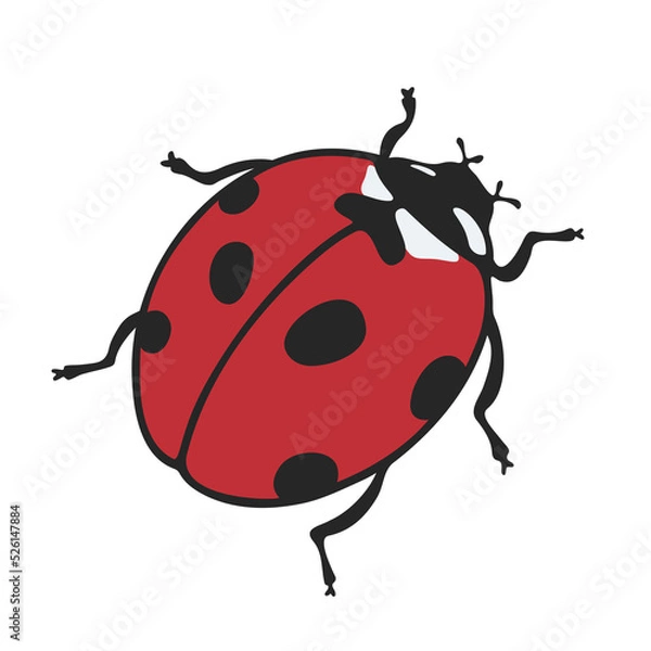 Fototapeta Cute ladybug and ladybird with black dots. Summer bug