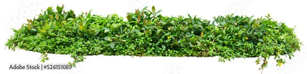 Obraz Green garden plant isolated on white. PNG file.