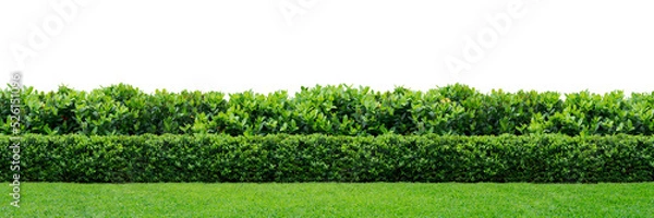 Obraz Green hedge