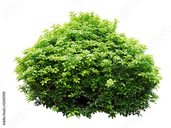 Obraz Ornamental tree isolated on white background. PNG isolate file.