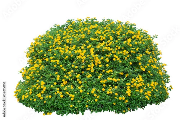 Obraz Small yellow bush flowers on white. PNG isolate file.