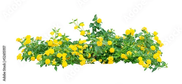 Obraz Small yellow bush flowers on white. PNG isolate file.