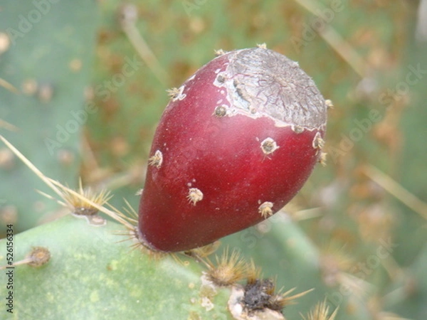 Obraz cactus fruit