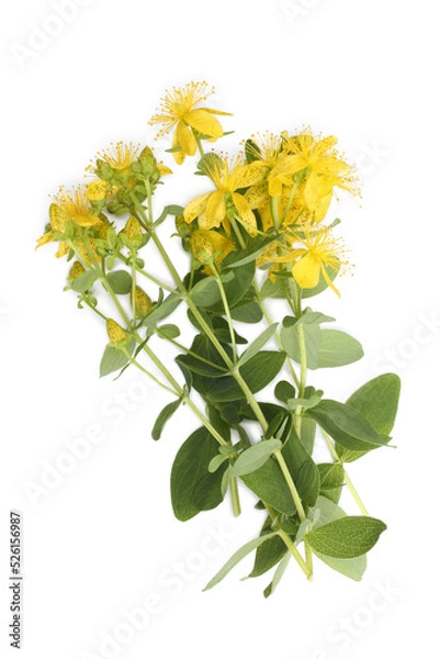 Fototapeta Hypericum