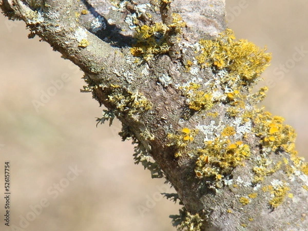 Obraz lichen on branch