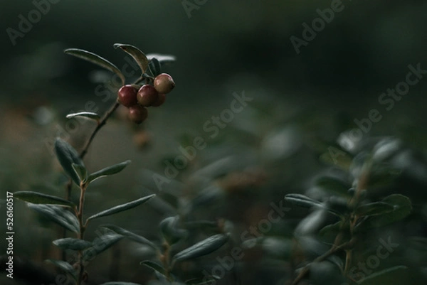 Obraz berries in the forest