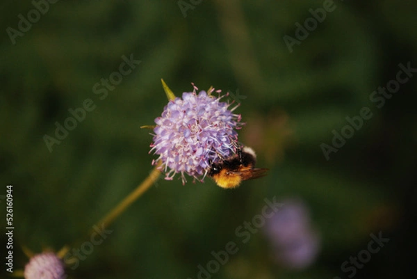 Fototapeta Bumblebee on a flower