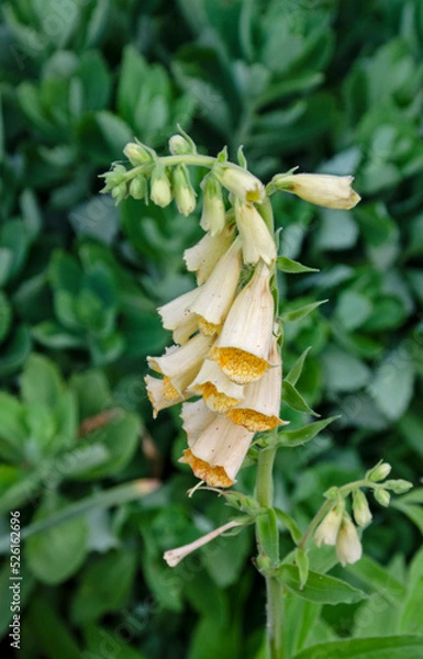 Obraz Yellow bell flower