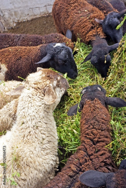 Obraz borregos en granja