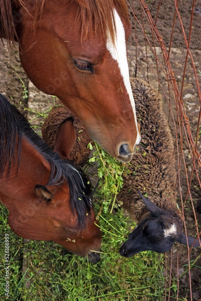 Obraz animales de granja
