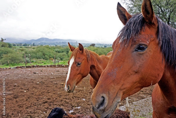 Obraz caballos en granja
