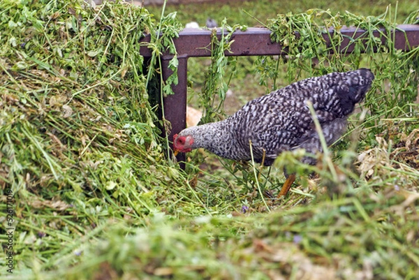 Obraz gallina buscando alimento