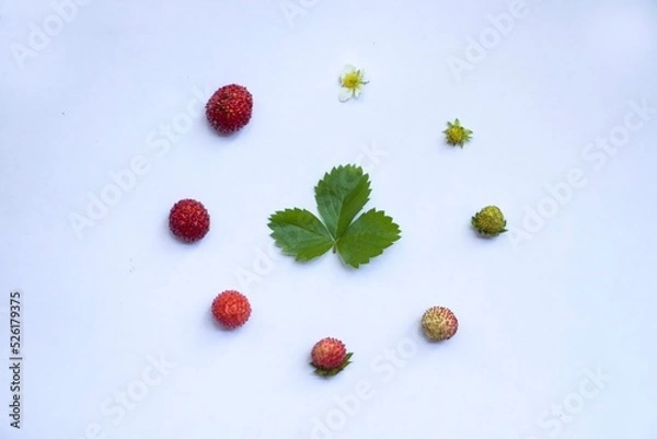 Obraz Strawberrys life circle