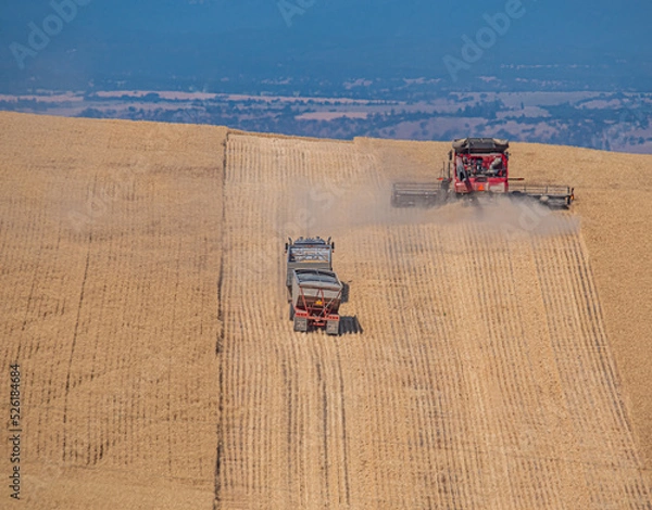 Fototapeta Combine and truck climbing to the top of a ridge of Soft White wheat in Wasco, County Oregon.  This wheat will be exported to the Far East for use in pastries and noodles.  