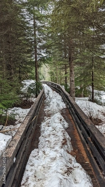 Obraz bridge  in the forest