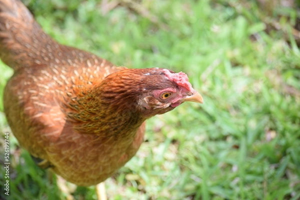 Fototapeta Top view of a domesticated orange chicken with grass in the background. 