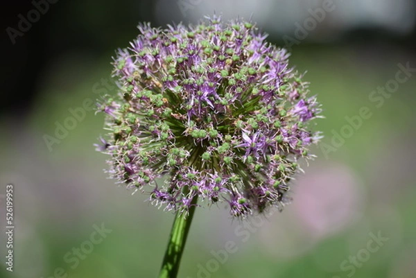 Fototapeta Close up of an allium, also called Lucy Ball. It is a flower from the onion family