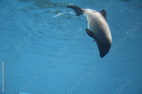 Obraz dolphin in water