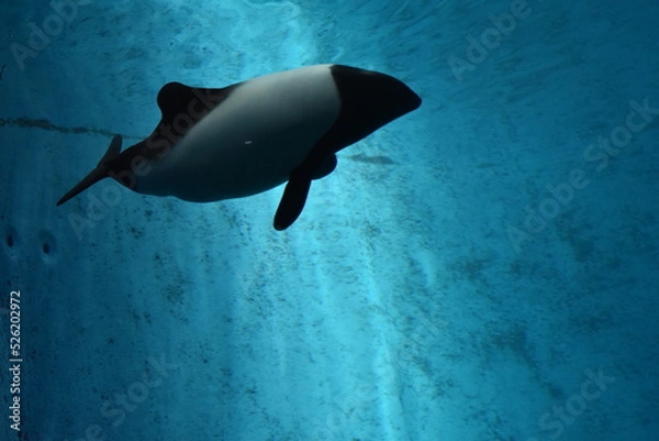 Obraz killer whale in water