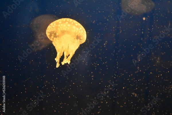 Obraz jellyfish