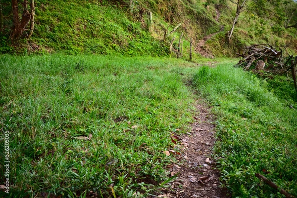 Fototapeta A worn walking path through a patch of grass in the Colombian Andes