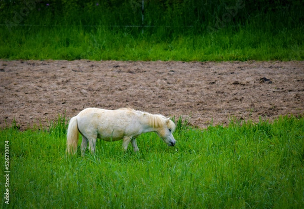 Fototapeta A View of a Miniature White Horse, Grazing in a Tall Grass Field