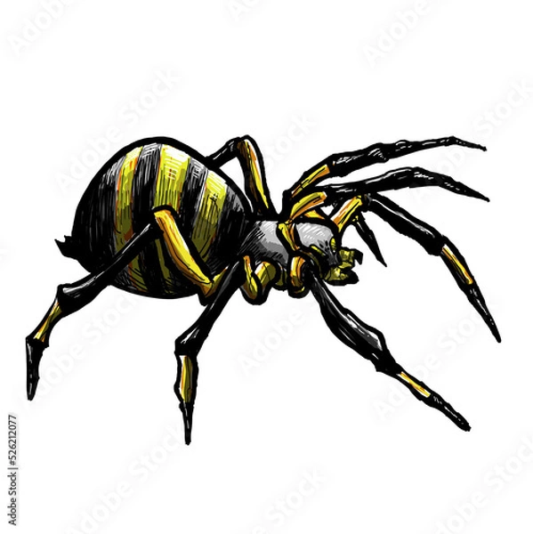 Obraz spider on a white background