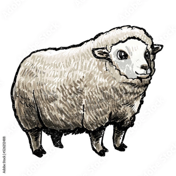 Obraz sheep isolated on white