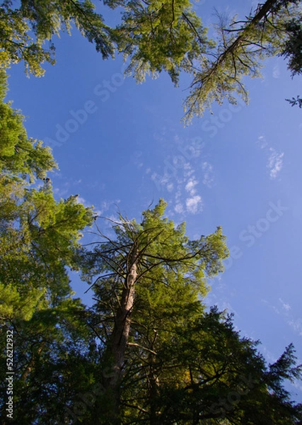 Fototapeta trees and sky