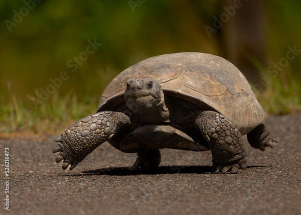 Fototapeta tortoise marching down the road