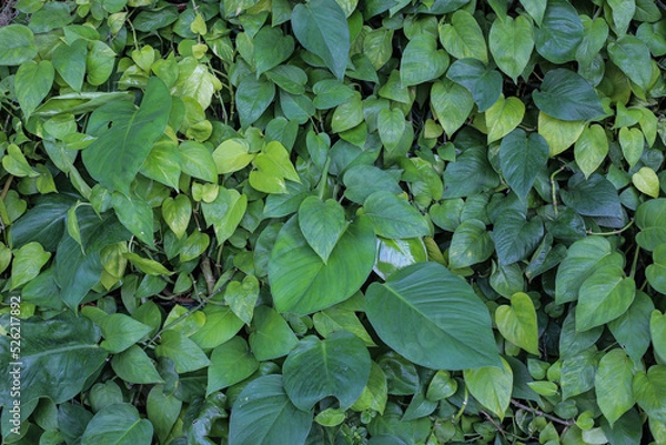 Fototapeta Green leaf concept of natural pattern background texture.
